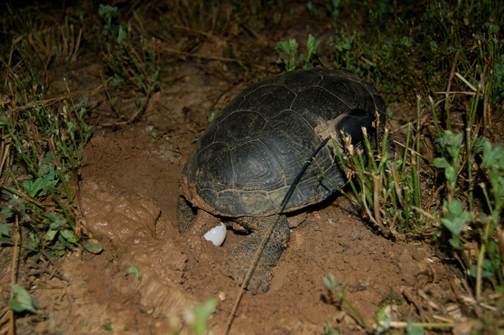 zolw blotny pod opieka salamandry2 - Borys Kala/Salamandra
