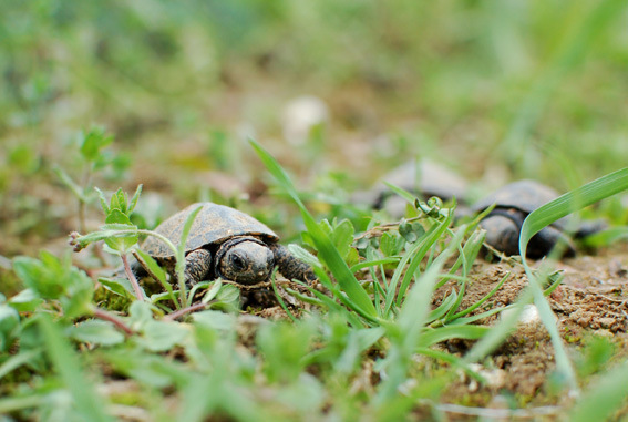 Borys Kala/Salamandra