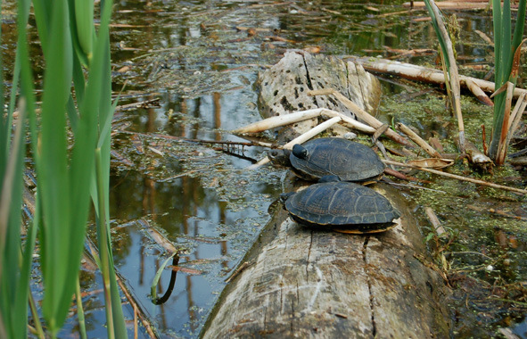 Borys Kala/Salamandra