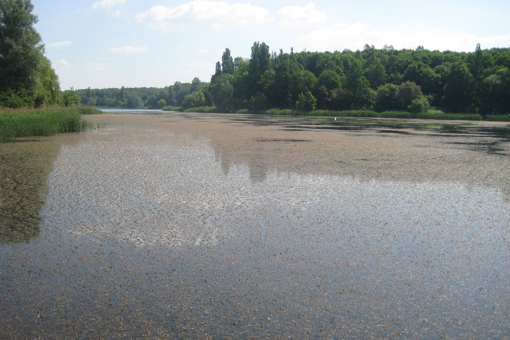 jezioro winiary pokryte roślinami - Rafał Muniak