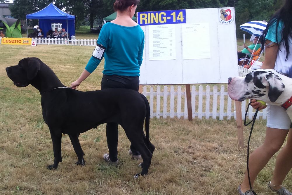wystawa psów na lotnisku w lesznie (4) - Martyna Marciniak