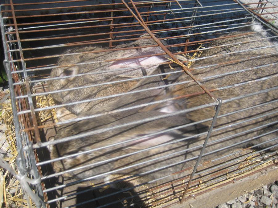 króliki w klatce - Jacek Butlewski