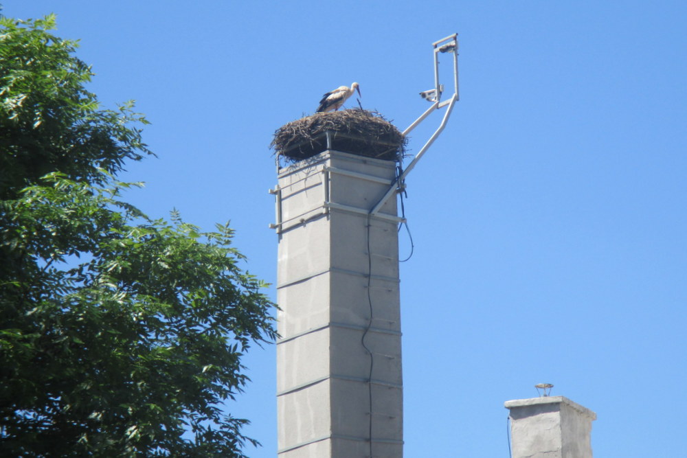 bocian na gnieździe w przygodzicach - Danuta Synkiewicz