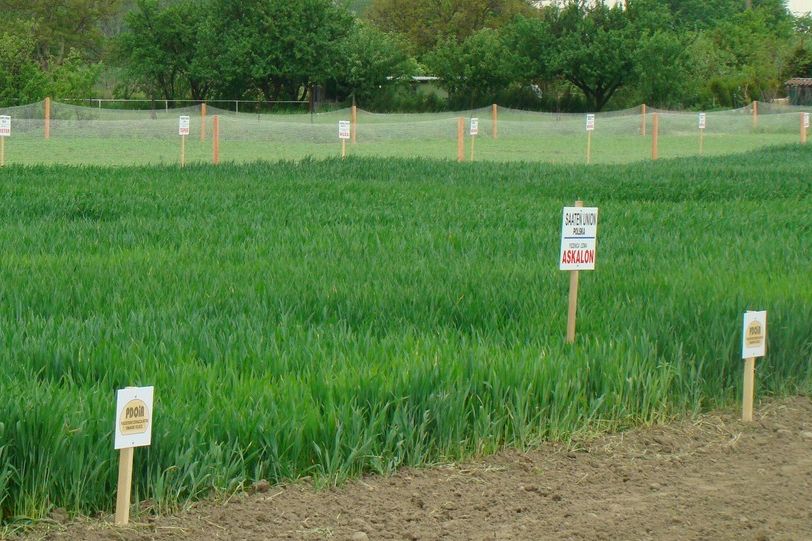 pole doświadczalne ośrodek rolniczy - CWE w Gołąszynie