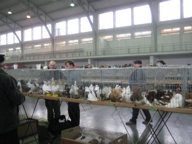 gołębie mtp - Anna Skoczek