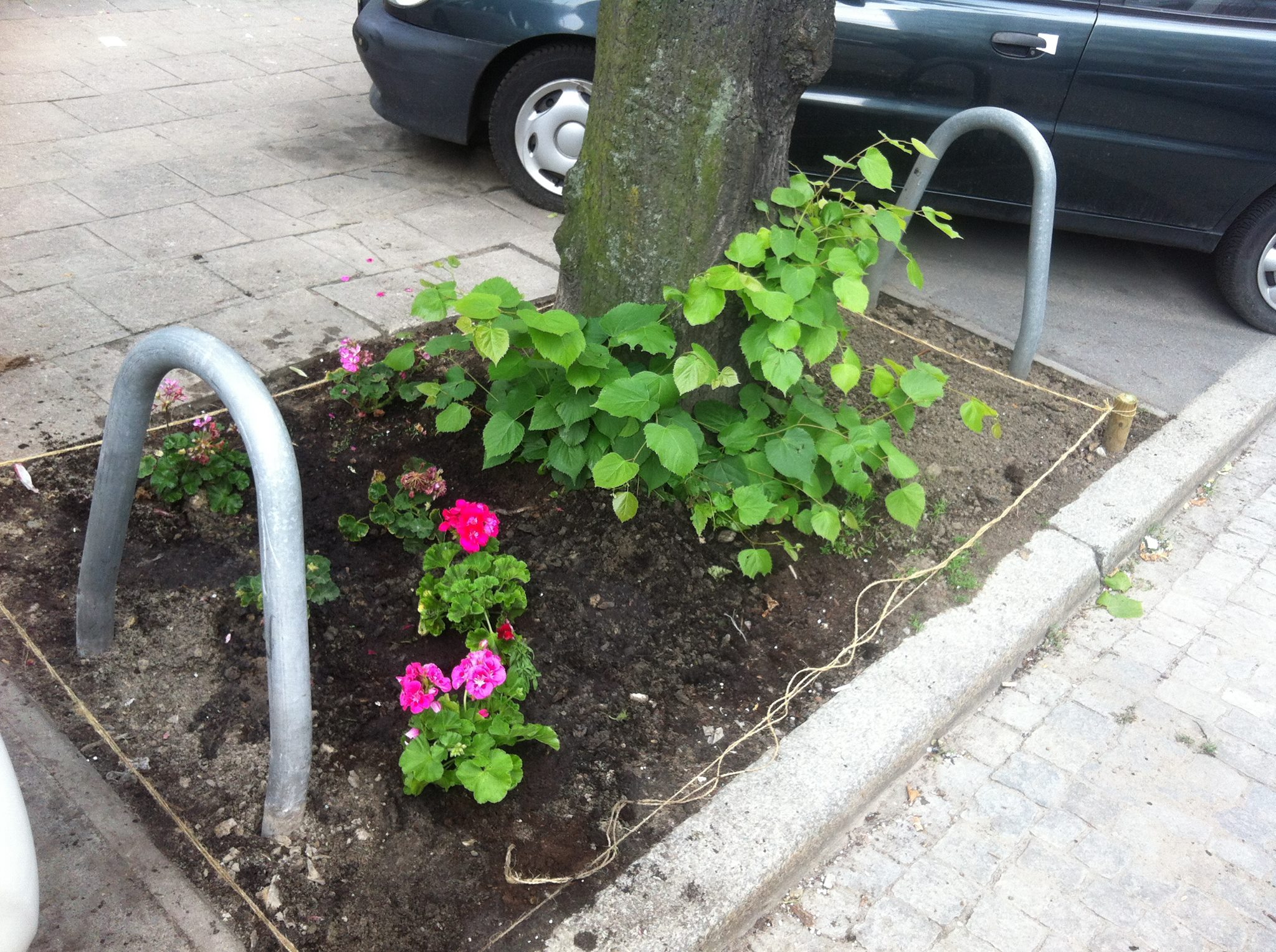 wildzianie kwiaty wokół drzew - Wildzianie