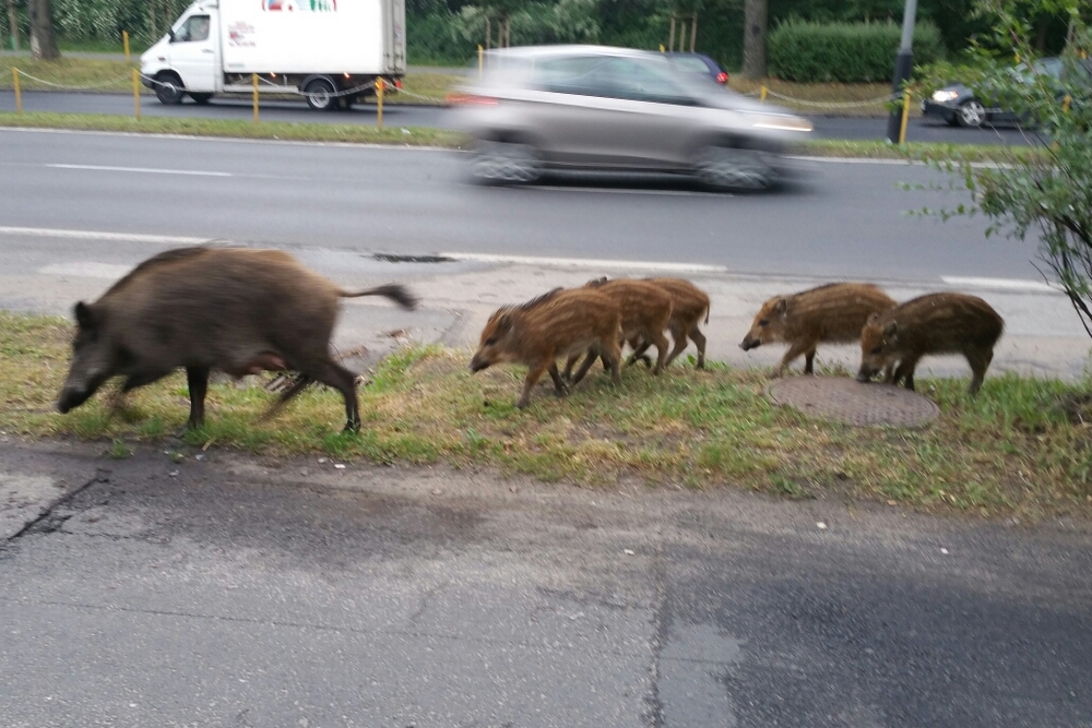 dziki na dąbrowskiego - Arkadiusz Święcicki
