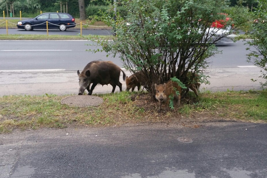 dziki na dąbrowskiego-001 - Arkadiusz Święcicki