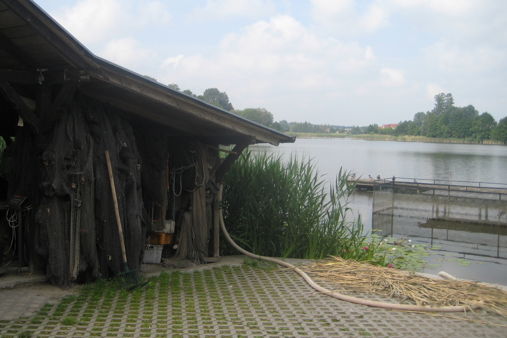 stawy hodowlane rybne karpie - Rafał Muniak