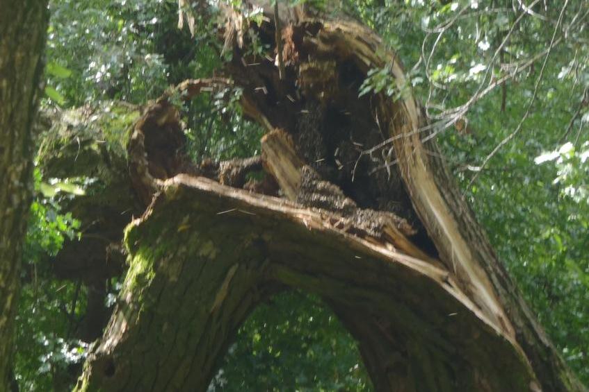 rój pszczół w drzewie - Straż Miejska Miasta Poznania