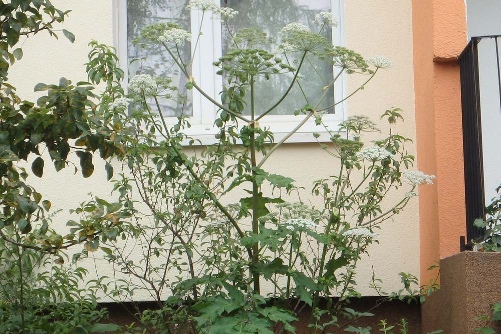 barszcz sosnowskiego w ogrodku - Straż Miejska Miasta Poznania