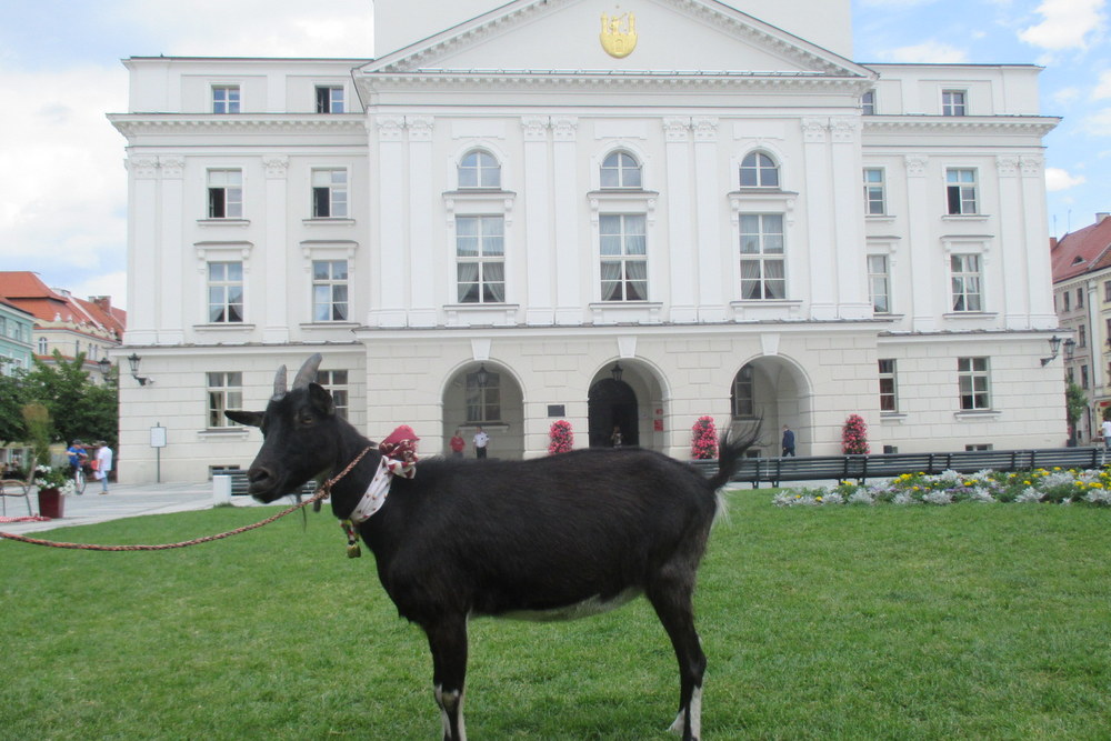 koza przed kaliskim ratuszem - Danuta Synkiewicz