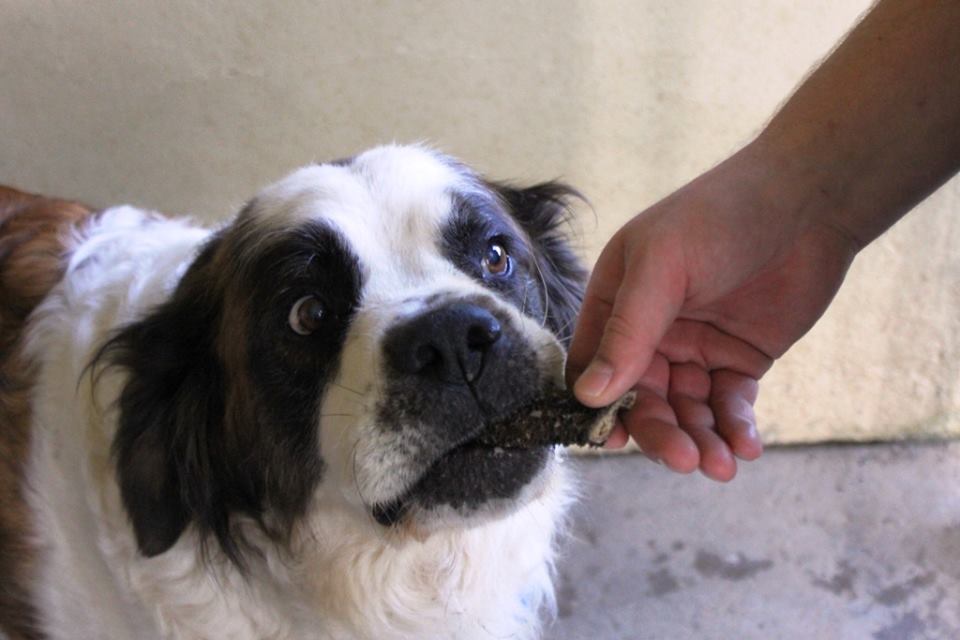 pies ze schroniska dostaje łakocia - schronisko.com