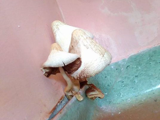 grzyb piła szpital - facebook.com