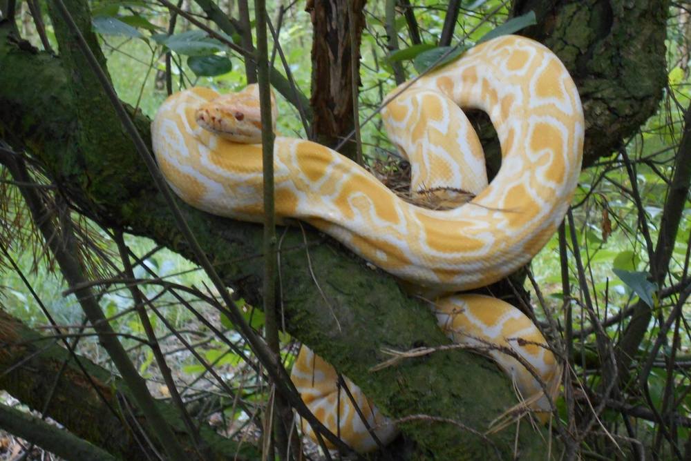 pyton tygrysi w lesie1 - Straż Gminna Czerwonak