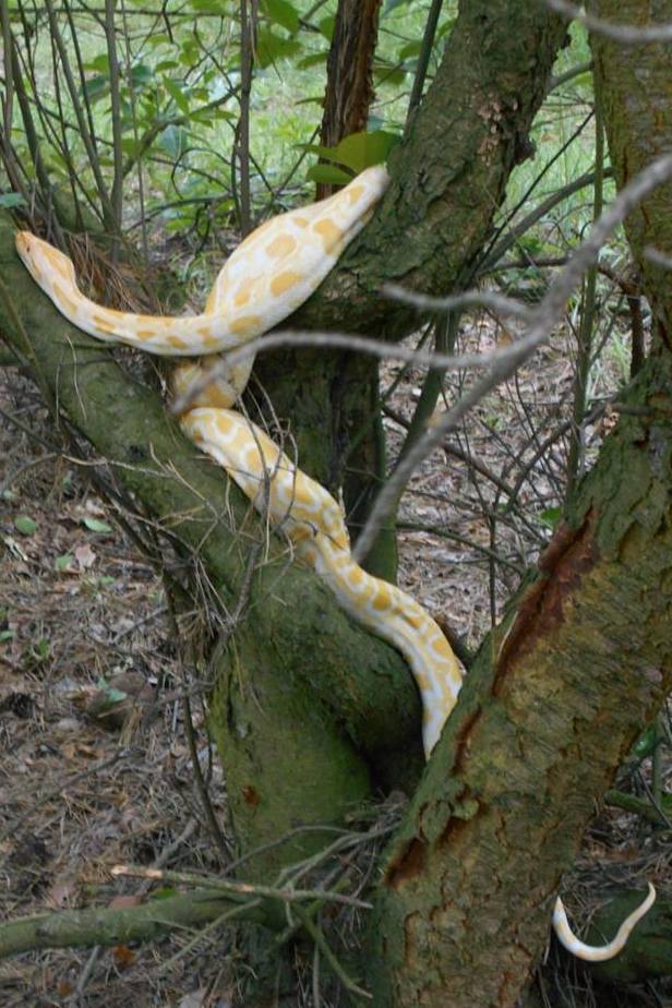 Straż Gminna Czerwonak