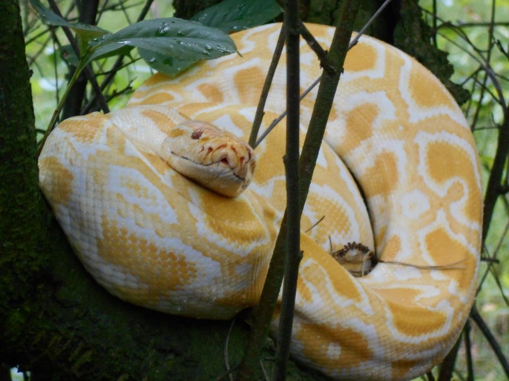 Straż Gminna Czerwonak