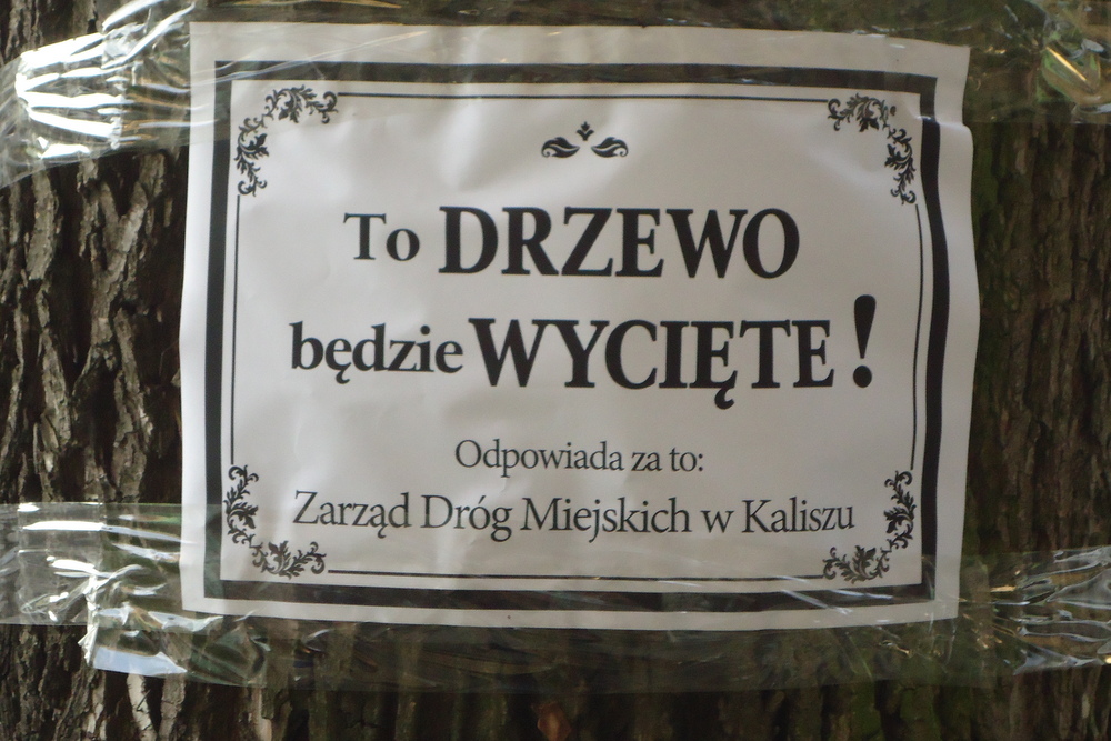 stare drzewa do wycinki - Danuta Synkiewicz