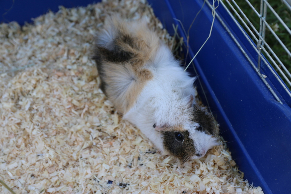 hotelikdlagryzoni (2) - Anna Adamczyk