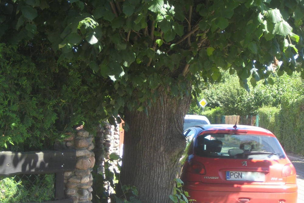 lipne lipy pgn - Rafał Muniak