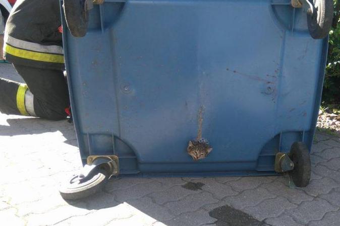 kot w pojemniku - Straż Pożarna Poznań