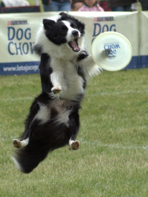 latający pies - Grzegorz Ługawiak - Radio Merkury