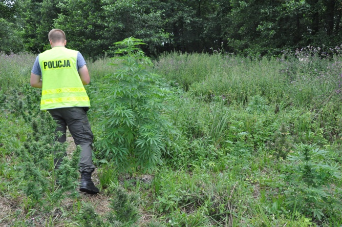 poletko z konopiami - Policja Kalisz