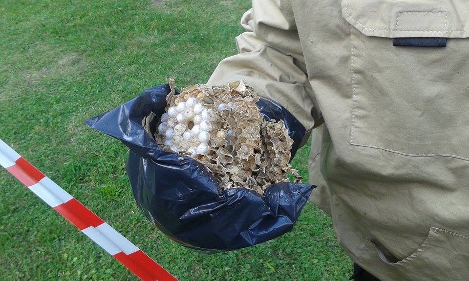 gniazdo szerszeni - Muzeum Uzbrojenia w Poznaniu