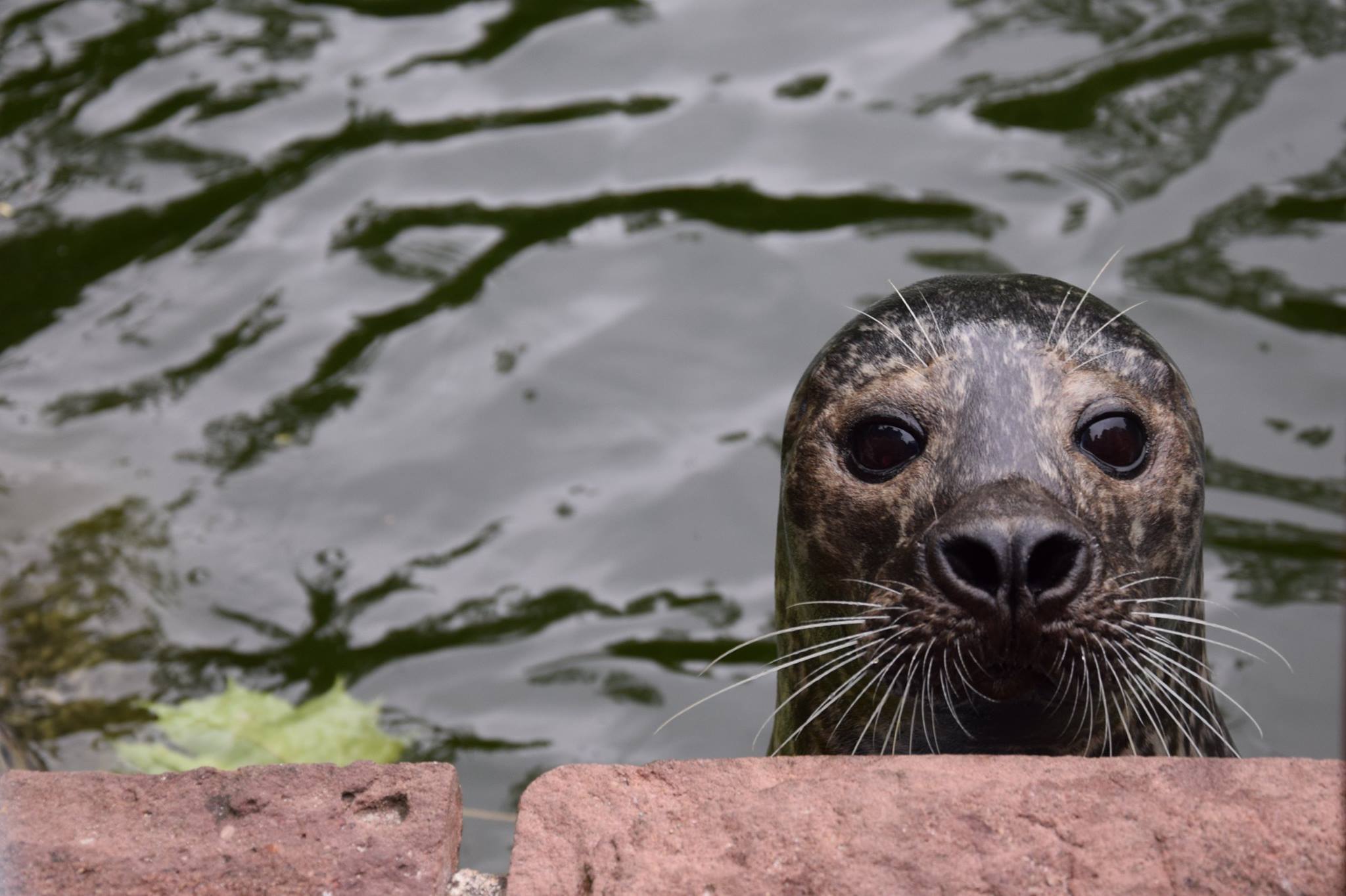foka Maksiu - Zoo Poznań