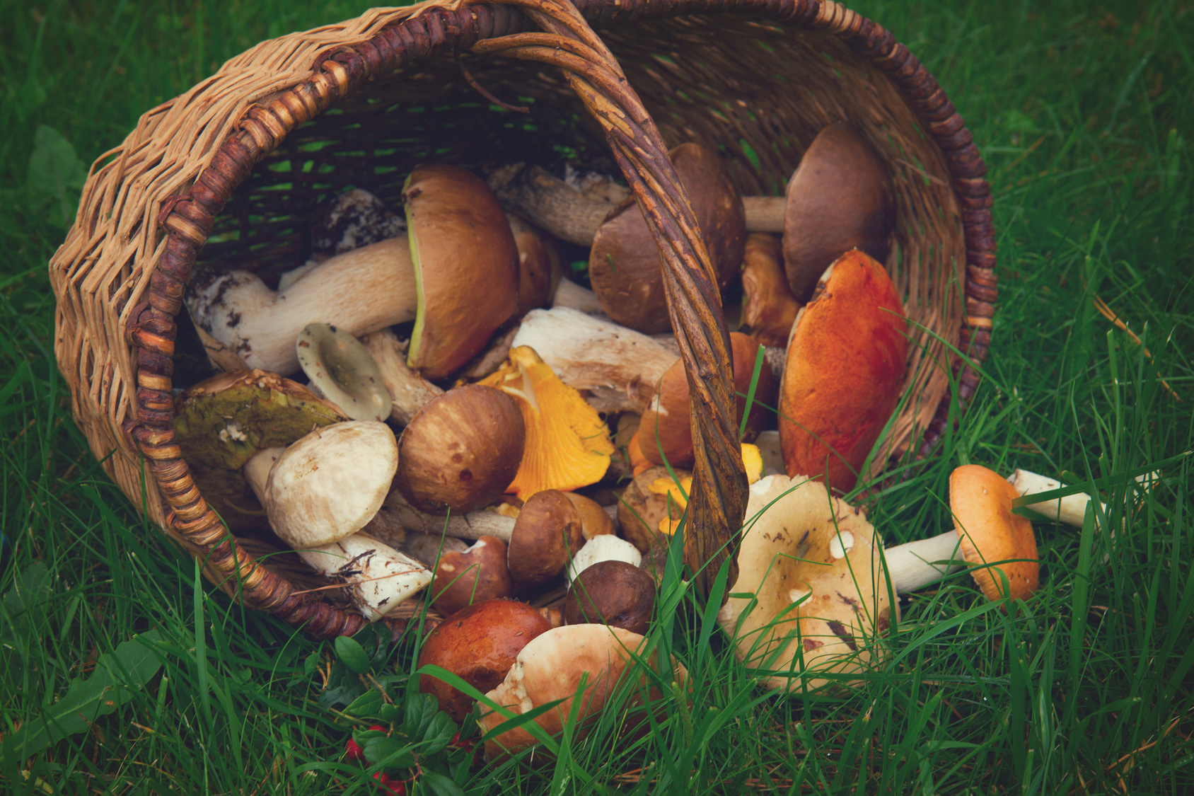 grzyby koszyk kosz las - Szymon Mazur