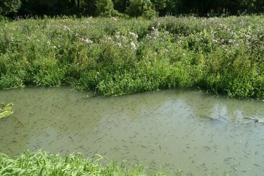 rzeka bolemka zatrucie - Straż Pożarna Chodzież