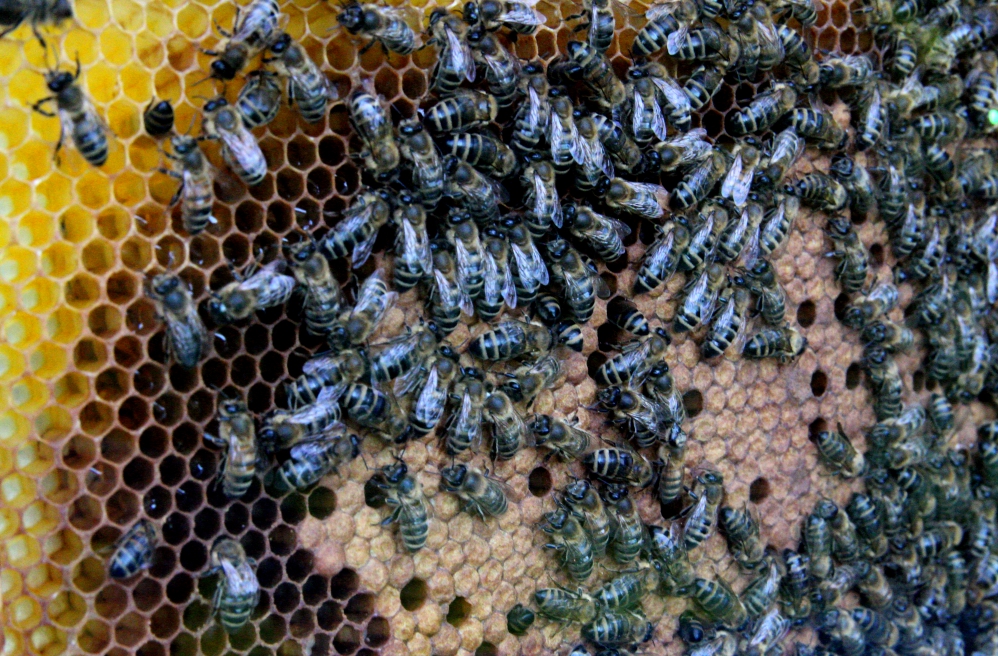 dzień pszczoły - Anna Adamczyk