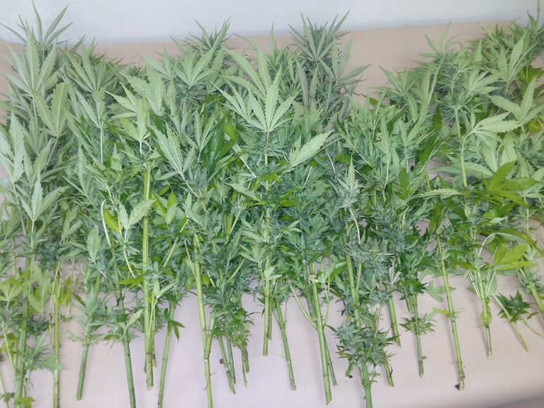 marihuana krzaczki - Policja Złotów