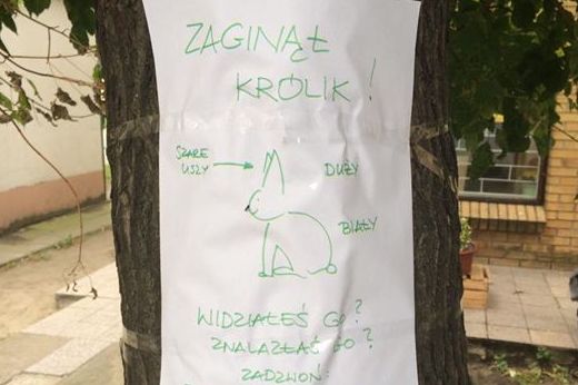 KRÓLIKKKK - Maciej Kluczka