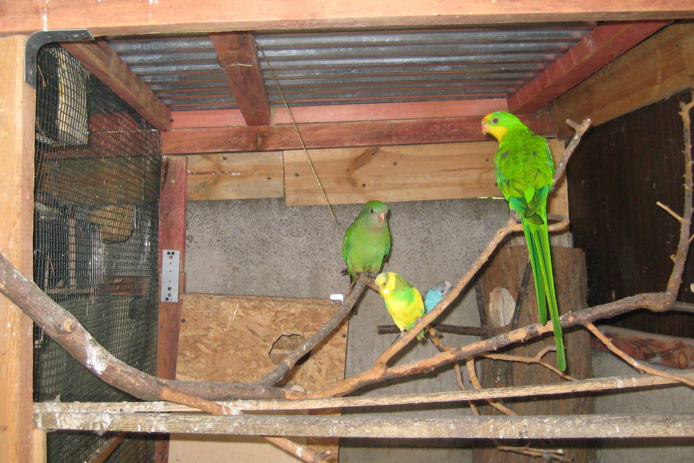 papugi sołtysa1 - Jacek Marciniak