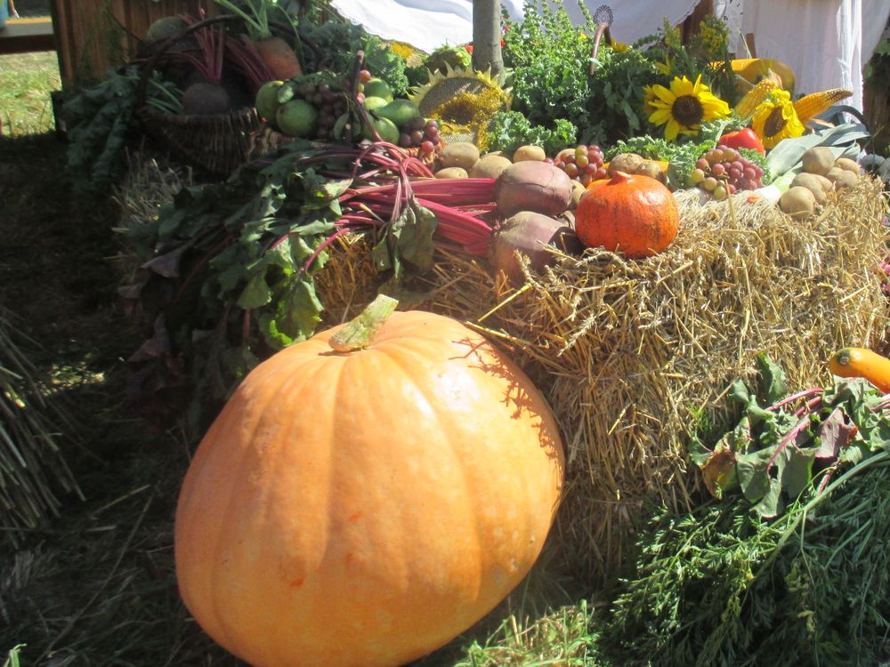 dożynki wojewódzkie 2016 (2) - Danuta Synkiewicz