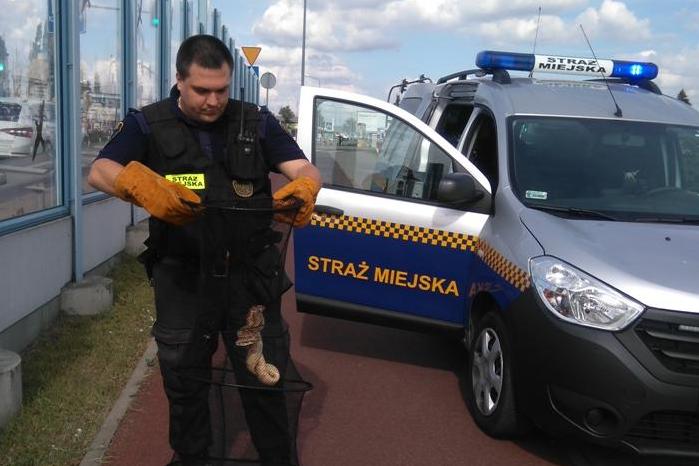 wąż dusiciel straż miejska - Straż Miejska Miasta Poznania