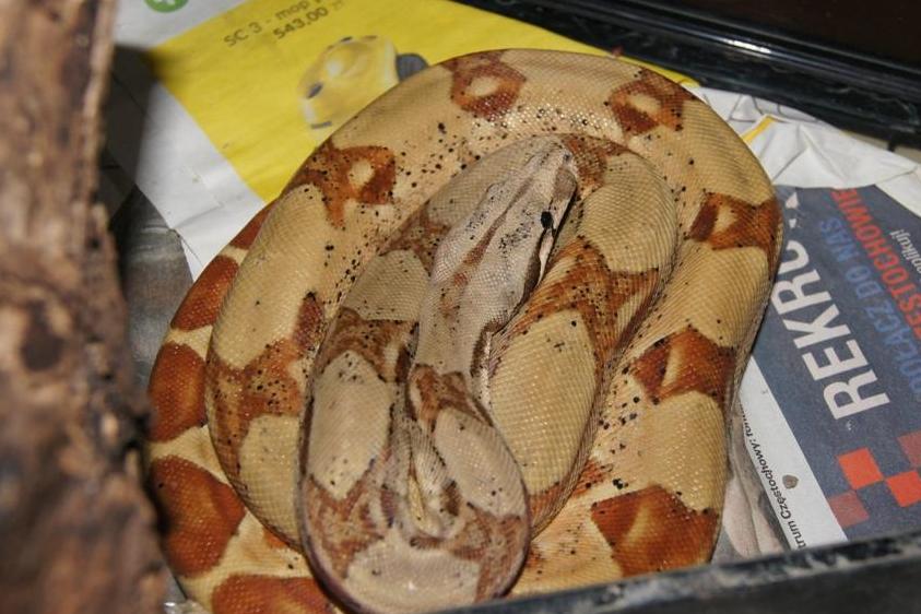 Straż Miejska Miasta Poznania