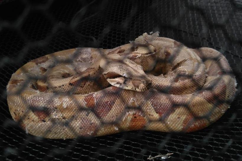 Straż Miejska Miasta Poznania