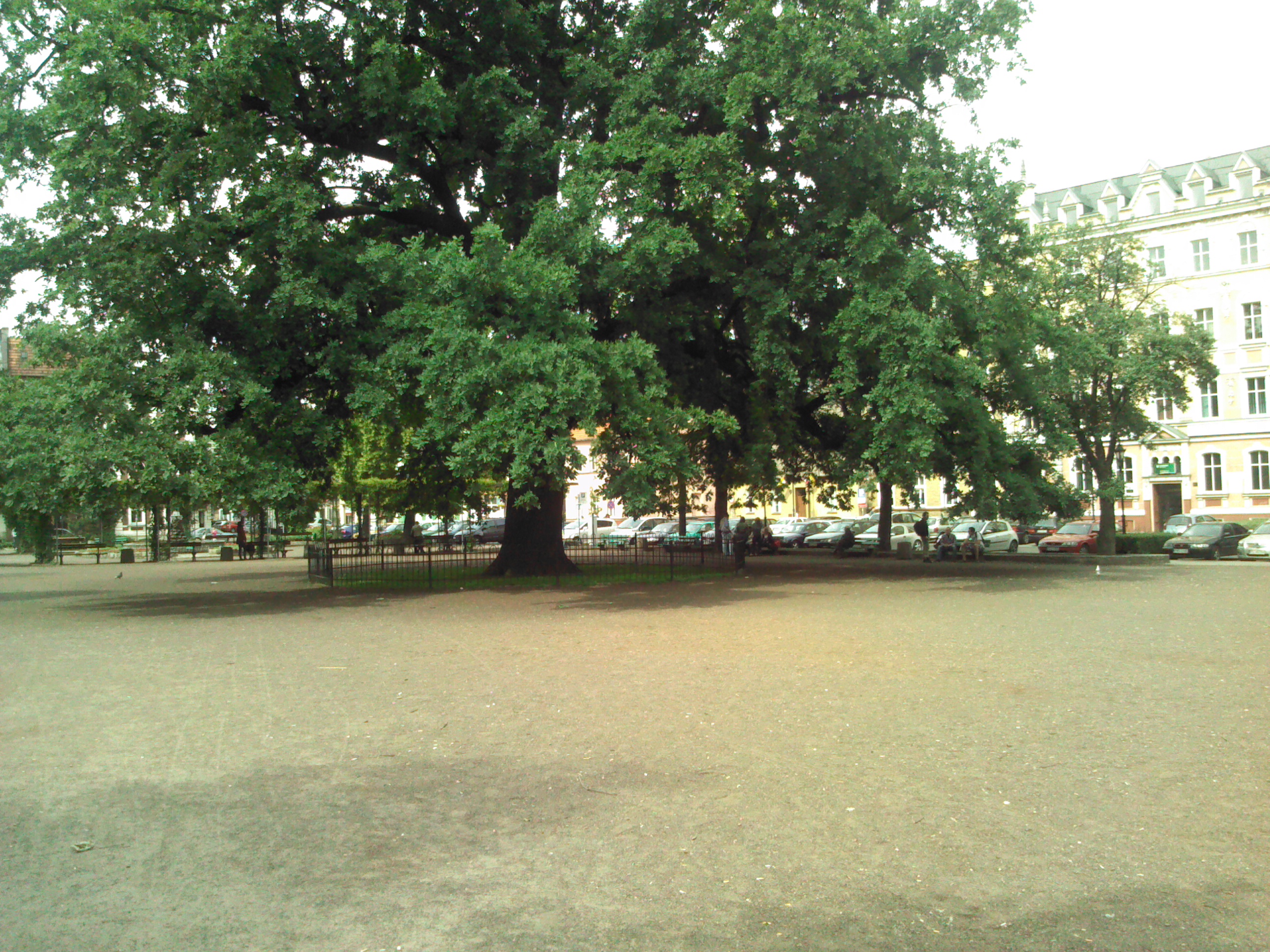 dąb bolek w lesznie - E-Szkoła Wielkopolska