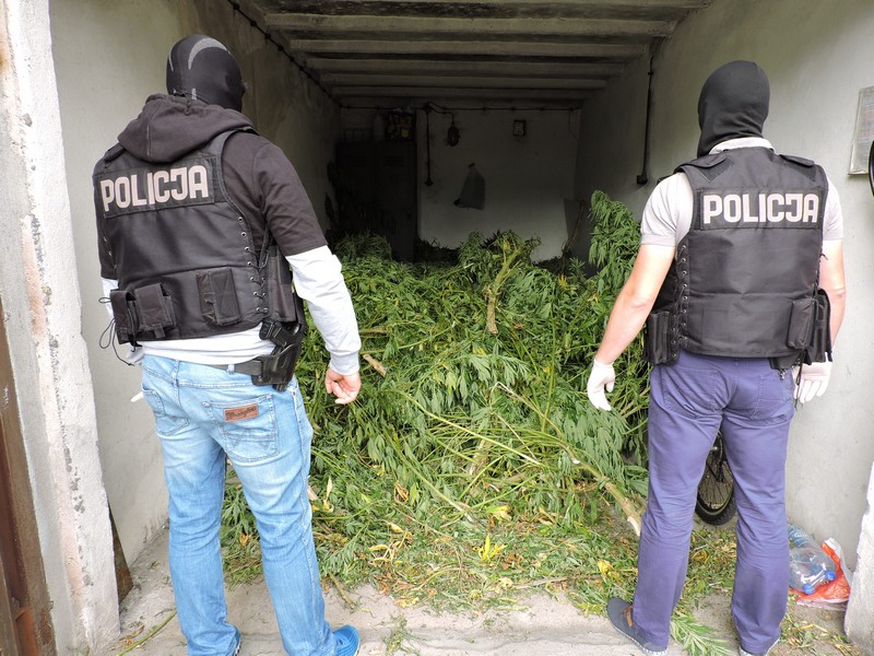 plantacja konopna - Policja Złotów