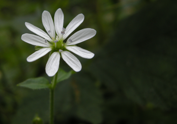 kwiatek tj - TomFoto
