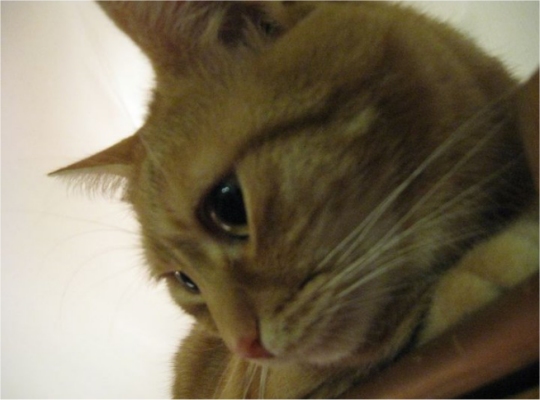 Kot Tygrys - Szymon Mazur