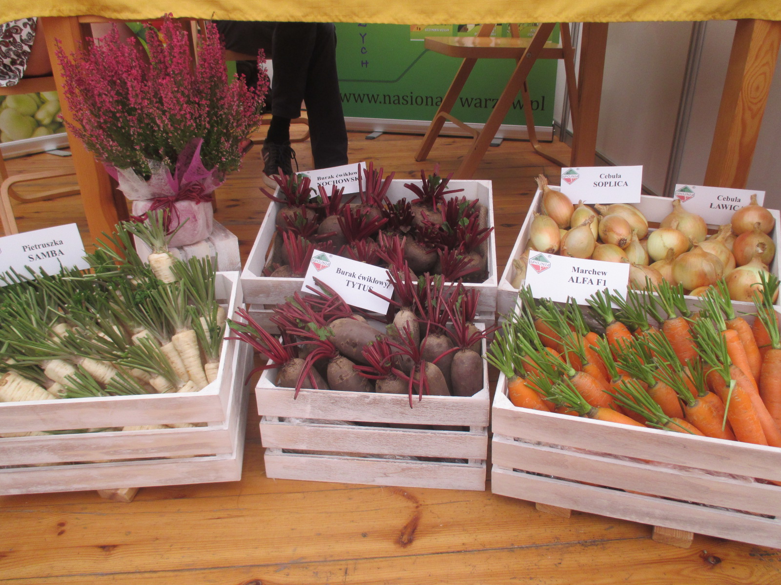 ogrodnicy Gołuchów - Danuta Synkiewicz