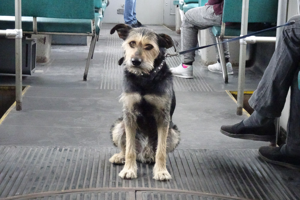 piesek w tramwaju - Szymon Mazur