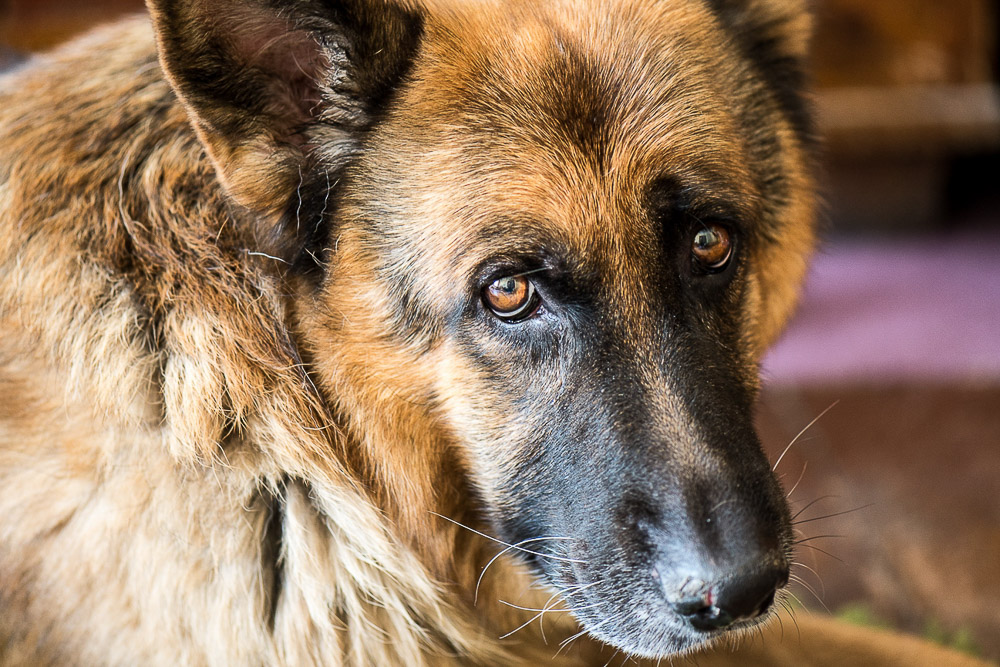 pies smutne oczy danki