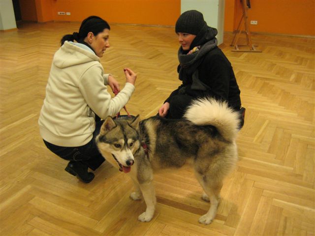 pies - Aleksandra Włodarczyk