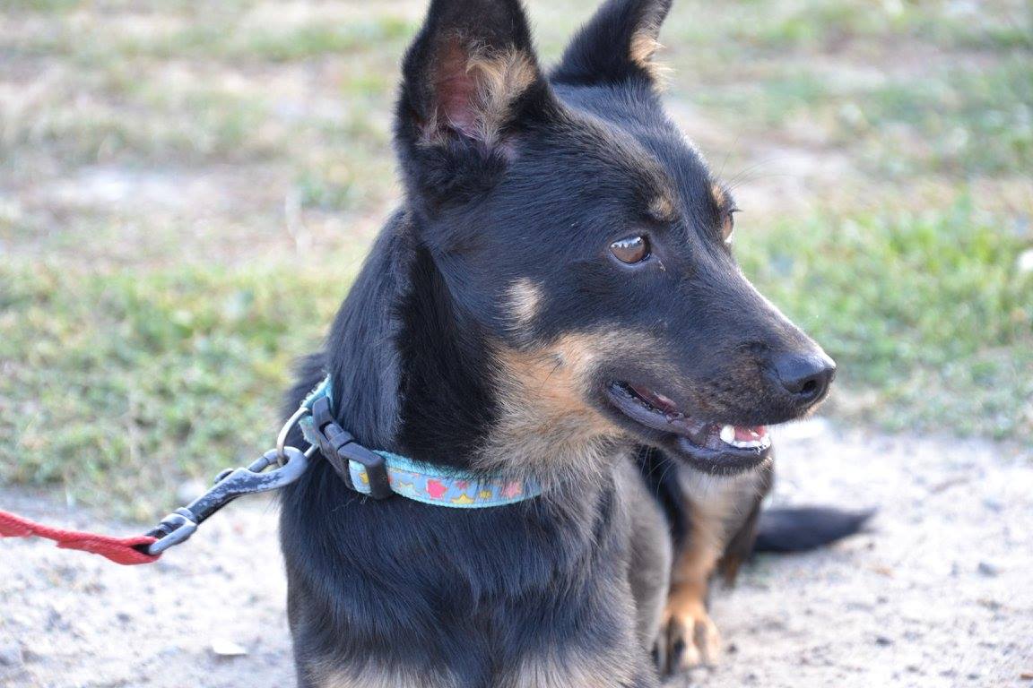 pies - Międzygminne Schronisko dla Bezdomnych Zwierząt w Wysocku Wielkim