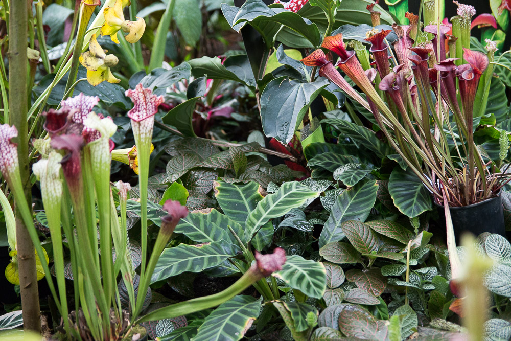 rośliny owadożerne mięsożerne palmiarnia wystawa - Anna Adamczyk