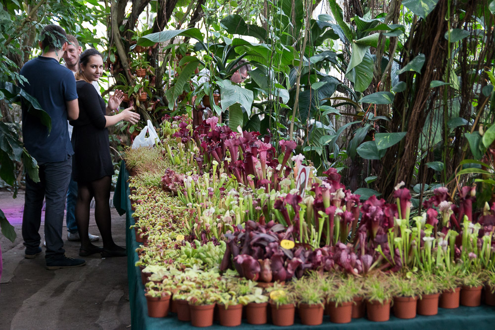 rośliny owadożerne mięsożerne palmiarnia wystawa - Anna Adamczyk